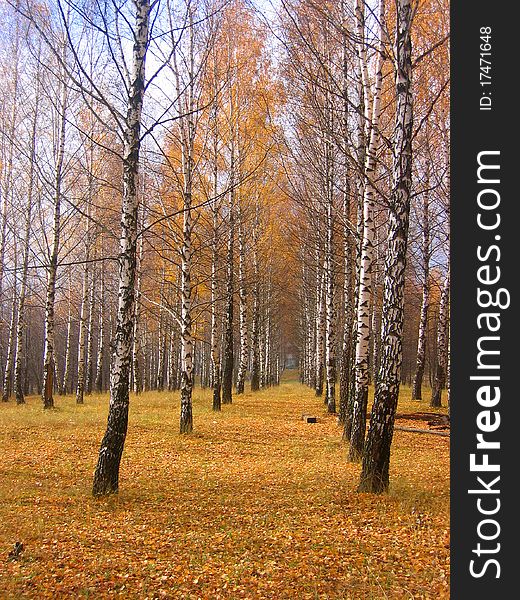 Autumn birch in the park october