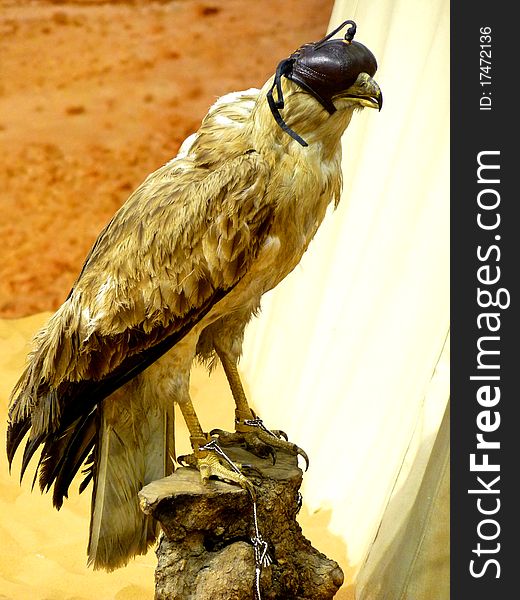 Young Falcon used in Falconry Sports. Young Falcon used in Falconry Sports