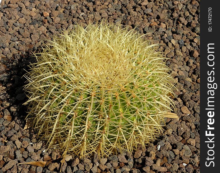 A close-up image of a green cactus
