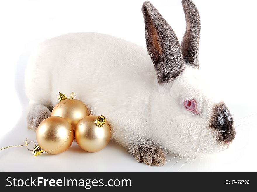 Rabbit On A White Background