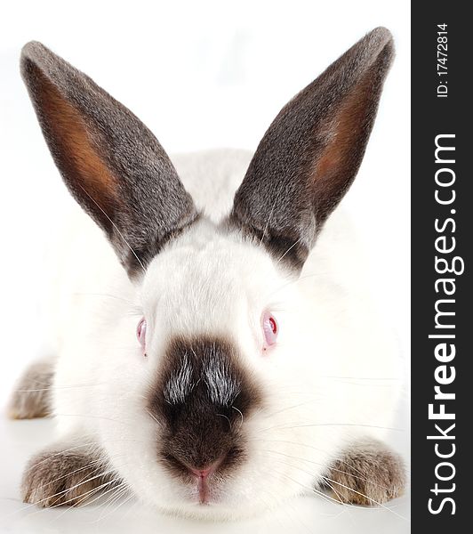 Muzzle of a rabbit on a white background
