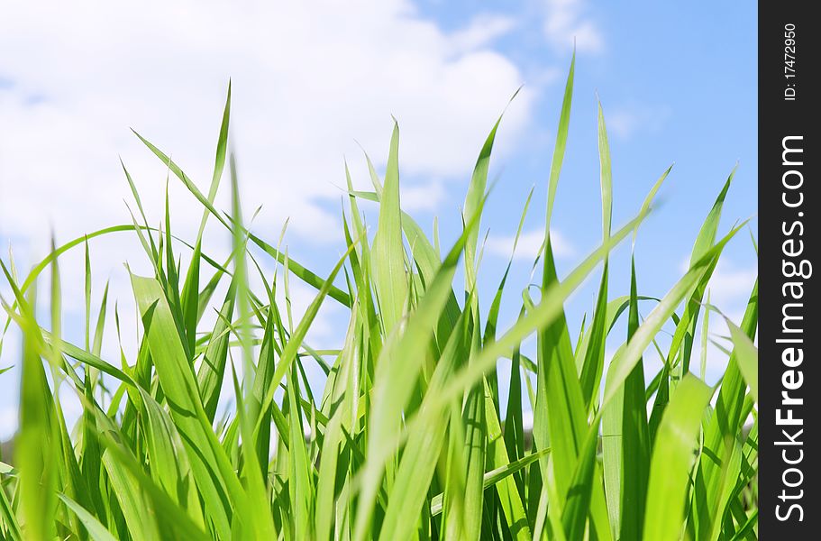 Green grass field under midday sun in blue sky. Very beautiful close-up grass scene.