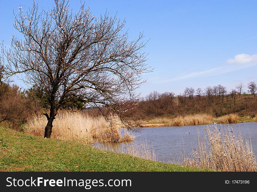 Spring Landscape - Blossoming Tree Near The Lake