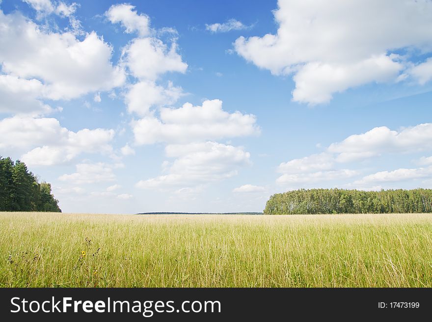 Yellow grass field near forest edge. Day. Landscape.