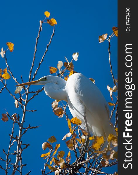 Great white egret on the branch of a poplar tree. Great white egret on the branch of a poplar tree