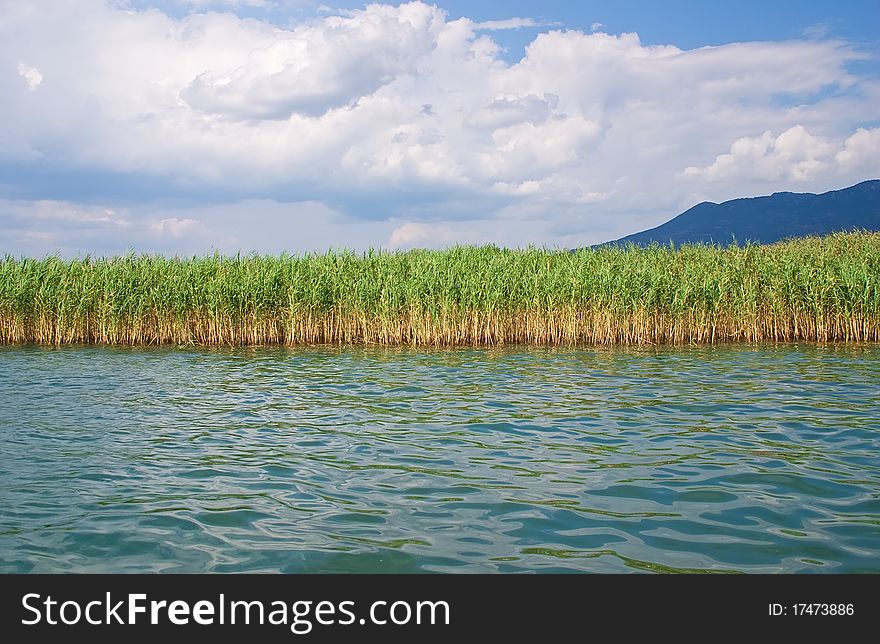 Grass stem in mountain lake on summer day