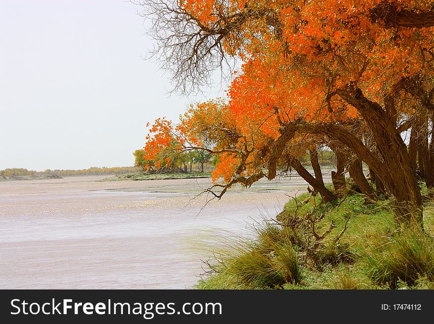 Diversifolious Poplar forests near the river in the desert. Diversifolious Poplar forests near the river in the desert