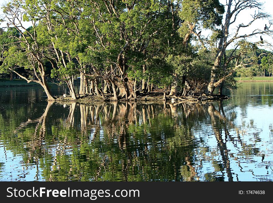 Group of trees on an island in a lake. Group of trees on an island in a lake.