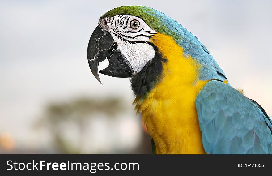 Young Blue-and-yellow Macaw - Ara Ararauna