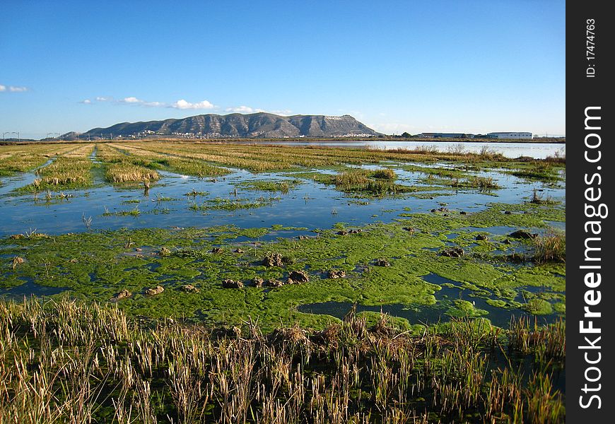 Plain Rice Fields covered with water and green moss. Mountain Faraway. Plain Rice Fields covered with water and green moss. Mountain Faraway.