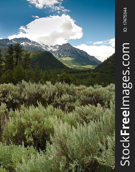 Dense green wild sage in front of an unfolding mountain wilderness in British Columbia, Canada. Dense green wild sage in front of an unfolding mountain wilderness in British Columbia, Canada