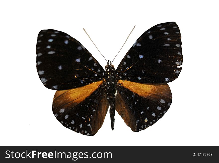 Beautiful black and orange butterfly in front of white background. Beautiful black and orange butterfly in front of white background