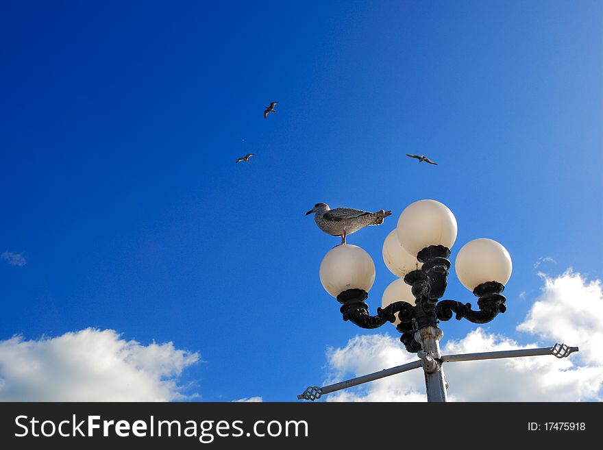 Day view of seagulls resting at street light