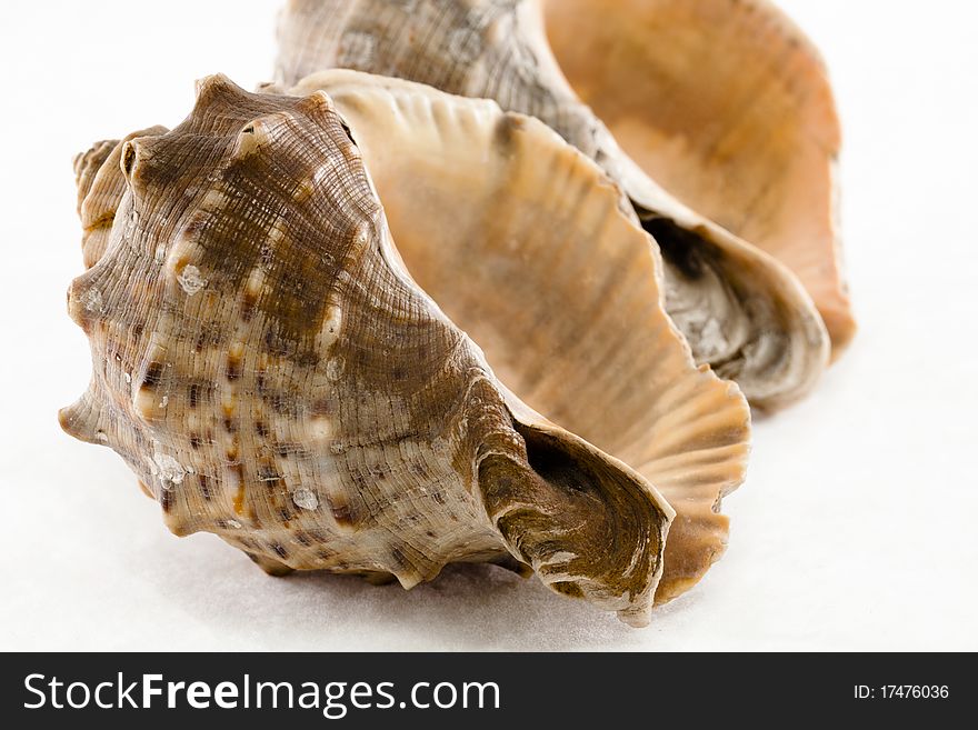 The white background of the two sea shells. The white background of the two sea shells