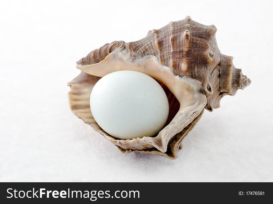 A conch shell in the eggs on a white background. A conch shell in the eggs on a white background