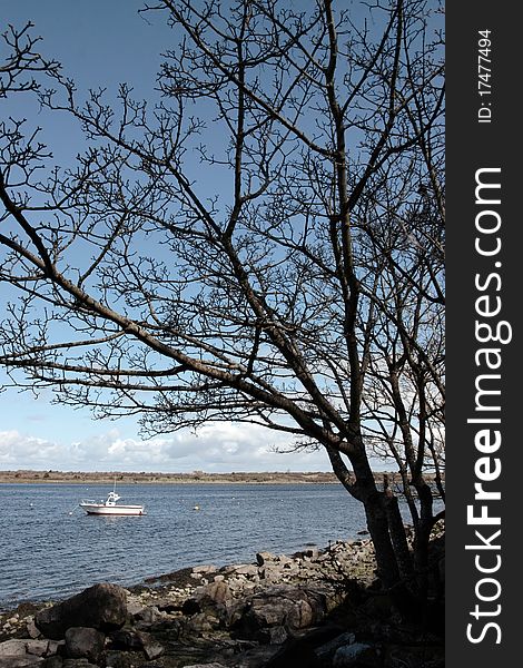 A solid tree in beautiful lakeside surroundings. A solid tree in beautiful lakeside surroundings