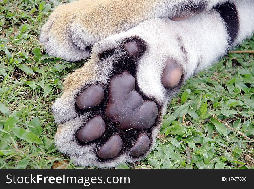 Tiger feet hair close up