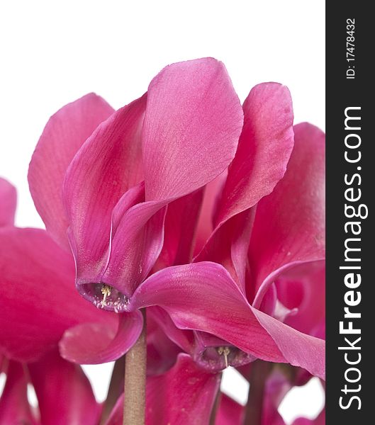 Pink cyclamen flowers close up