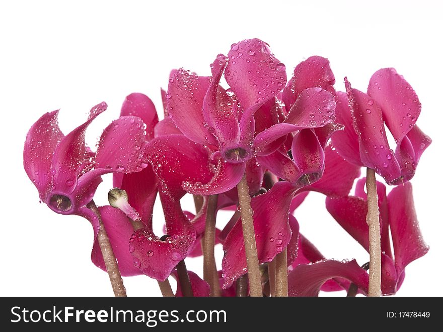 Cyclamen flowers with rain drops isolated on white