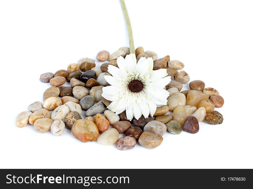 Flower on stones on a white background