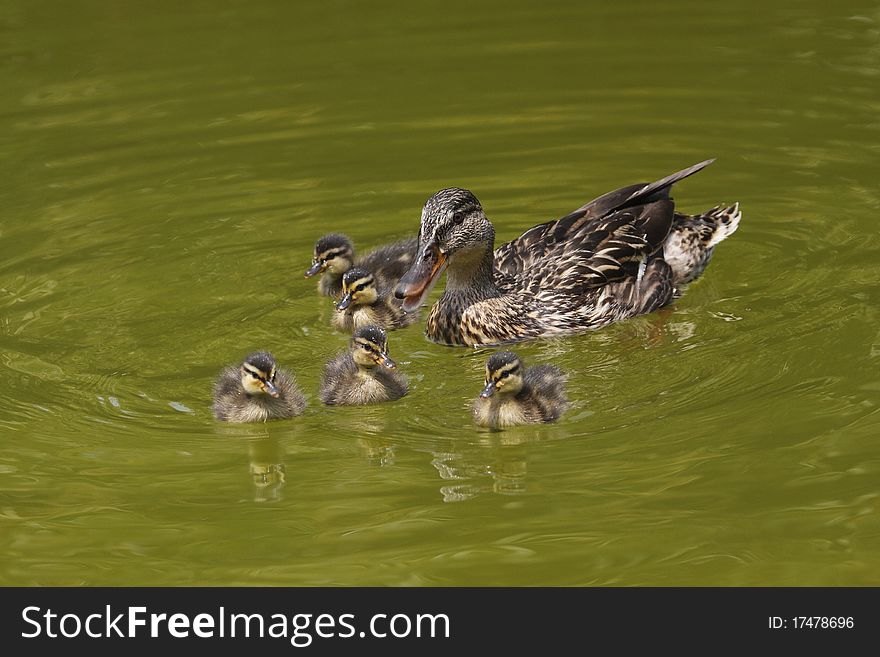 The adult wild duck with its cubs (anas platyrhynchos) in the Parc paysager de fontvieille in Monaco.