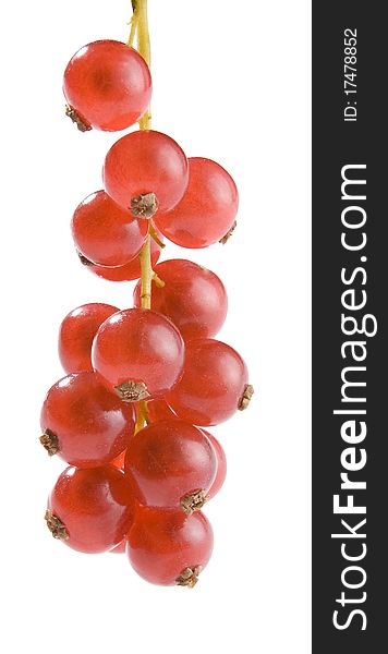 Bunch of red currant on the white background. Bunch of red currant on the white background