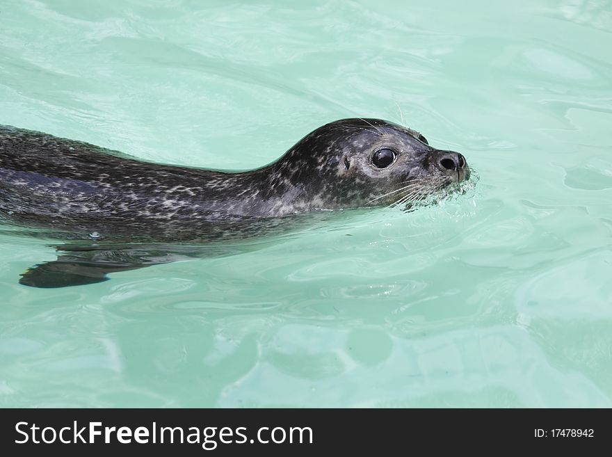 The harbour seal ((Phoca vitulina) swimming in the water.