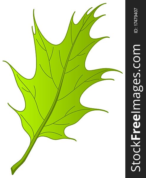 Leaf of tree oak Iberian, nature object, , isolated. Leaf of tree oak Iberian, nature object, , isolated