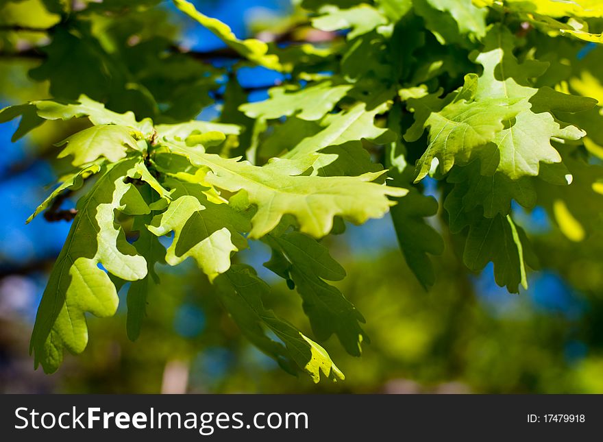 Green oak leaves against the dark blue sky. Green oak leaves against the dark blue sky