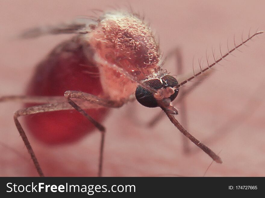 Mosquito Detail Close up insect malaria