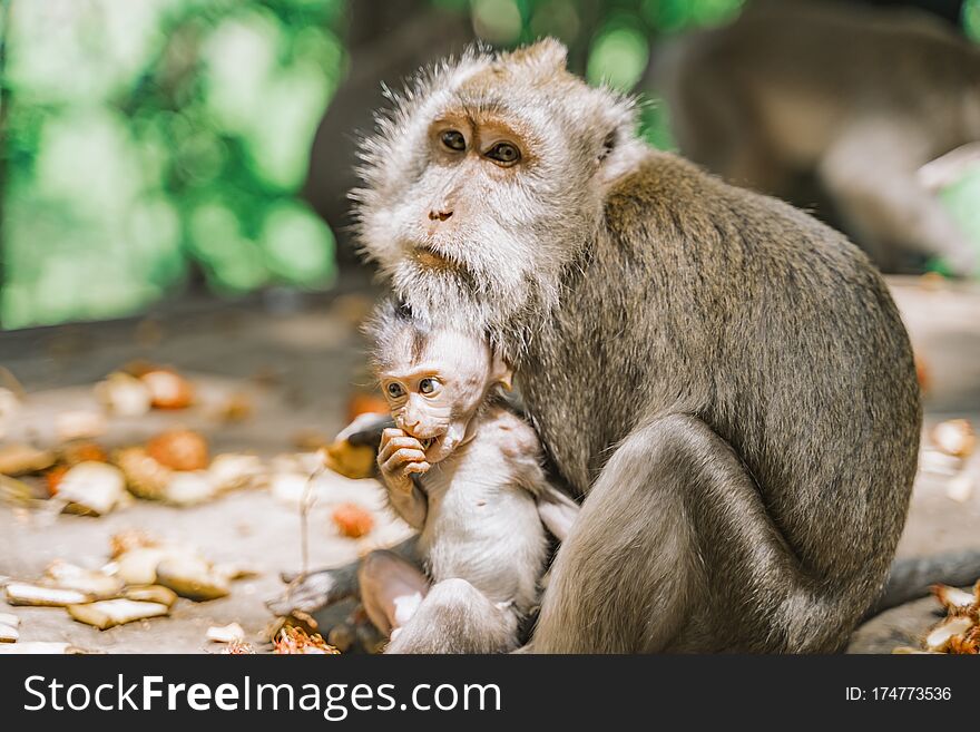 Portrait of a mother monkey with a cute baby. Mama takes care of her cub. The baby eats something from its paw hiding behind its mother. Relationships of monkeys in a group. Monkey forest in Ubud