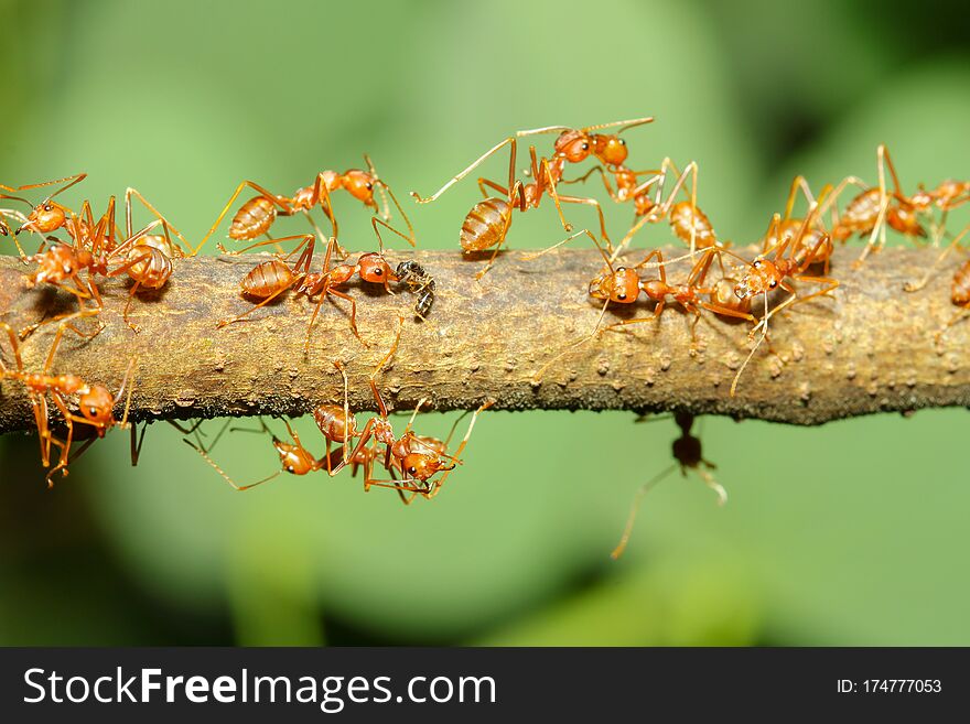 Close up group red ant on stick tree in nature at thailand
