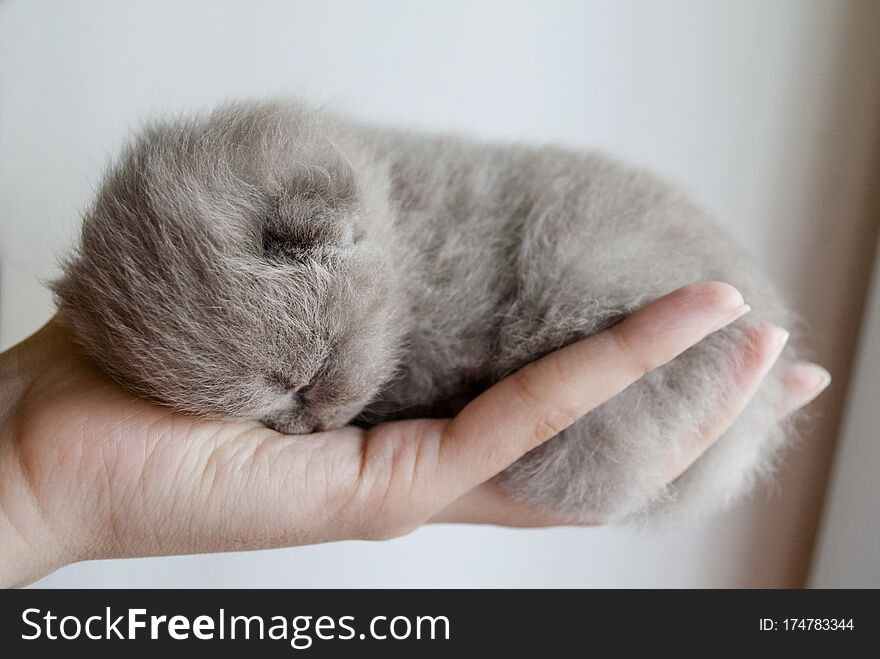 Sleeping gray, small, kitten  in the palm of your hand. Close-up.Light background