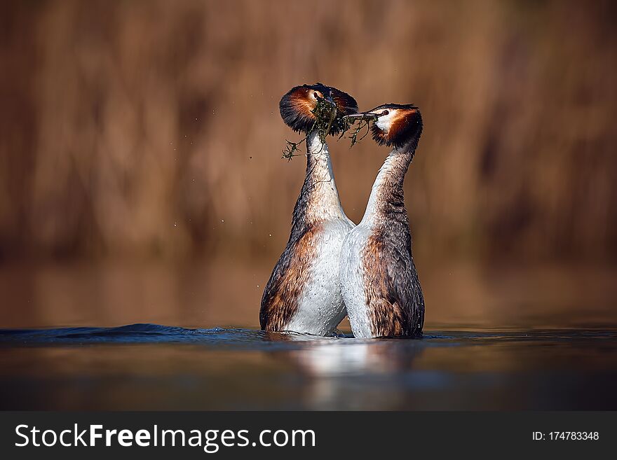 Wedding dance of Great Crested Grebe - Podiceps cristatus. Spring photo of water birds. Wildlife scene from Czech Republic. Animals in natural environment
