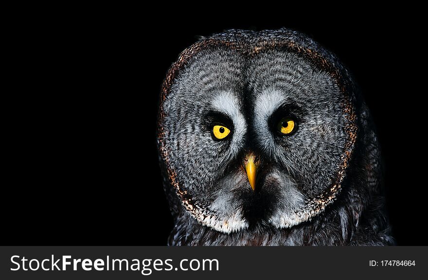 Dramatic photo of a big owl. Great Grey Owl & x28;Strix nebulosa& x29; portrait on the black background