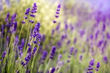 Blooming Lavender In Garden. Purple Flowers Royalty Free Stock Photo Blooming Lavender In Garden. Purple Flowers Royalty Free Stock Photo