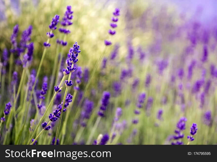 Blooming Lavender in garden. Purple flowers. Selective focus. Blurred background