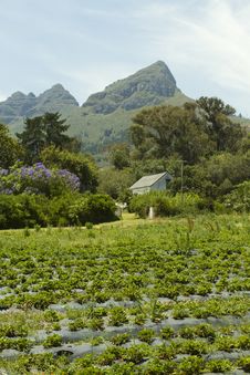 Organic Strawberry Farm Royalty Free Stock Photos Organic Strawberry Farm Royalty Free Stock Photos
