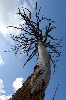 Lonely Tree Stock Photography Lonely Tree Stock Photography