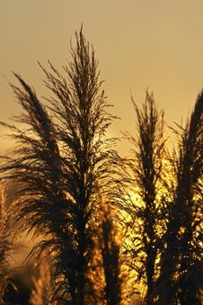 Pampas Grass Against The Sunset Royalty Free Stock Images Pampas Grass Against The Sunset Royalty Free Stock Images