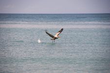 Pelican Taking Off In The Water Royalty Free Stock Image Pelican Taking Off In The Water Royalty Free Stock Image
