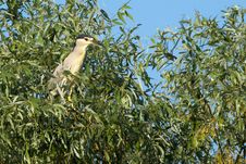 Black Crowned Night Heron Royalty Free Stock Image