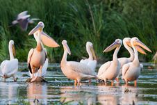 White Pelicans Stock Images White Pelicans Stock Images