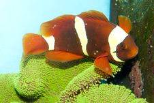 Maroon Yellow Stripe Clownfish Pair Stock Images Maroon Yellow Stripe Clownfish Pair Stock Images