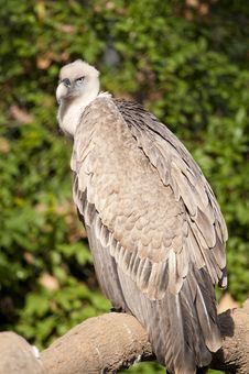 Griffon Vulture On A Branch Royalty Free Stock Images Griffon Vulture On A Branch Royalty Free Stock Images