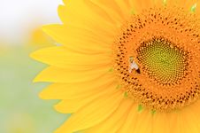 Sunflower Close-up. Royalty Free Stock Photo Sunflower Close-up. Royalty Free Stock Photo