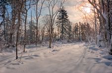 Frosty Morning. Royalty Free Stock Image