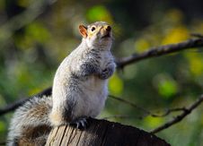 Eastern Gray Squirrel Royalty Free Stock Photos Eastern Gray Squirrel Royalty Free Stock Photos