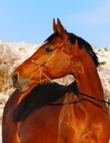 Portrait Of Bay Horse In Winter Royalty Free Stock Photography