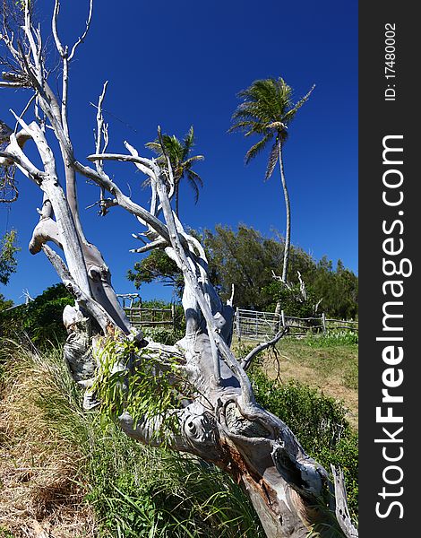 Dead tree on Big Island, Hawaii, USA